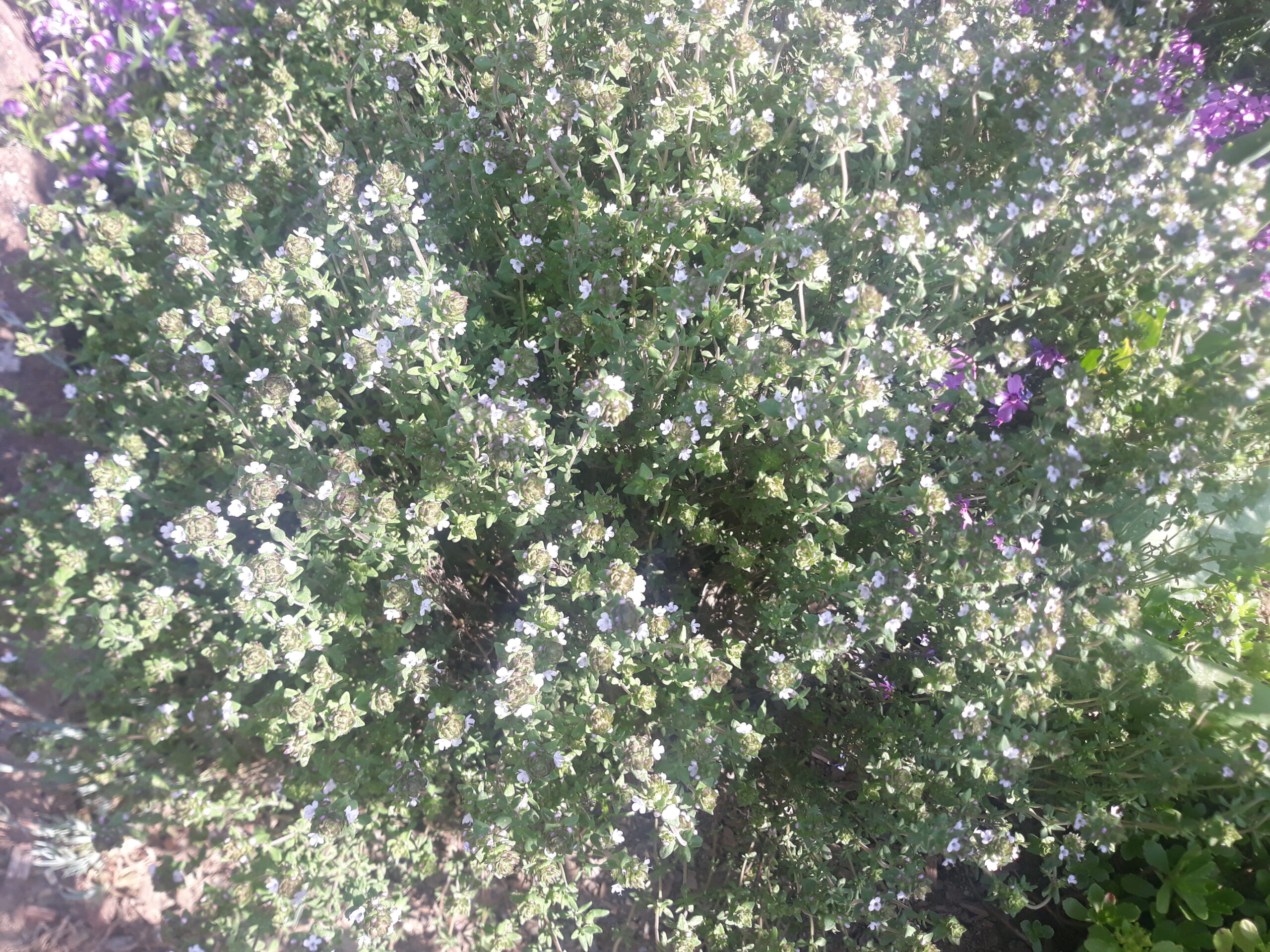 Thymian