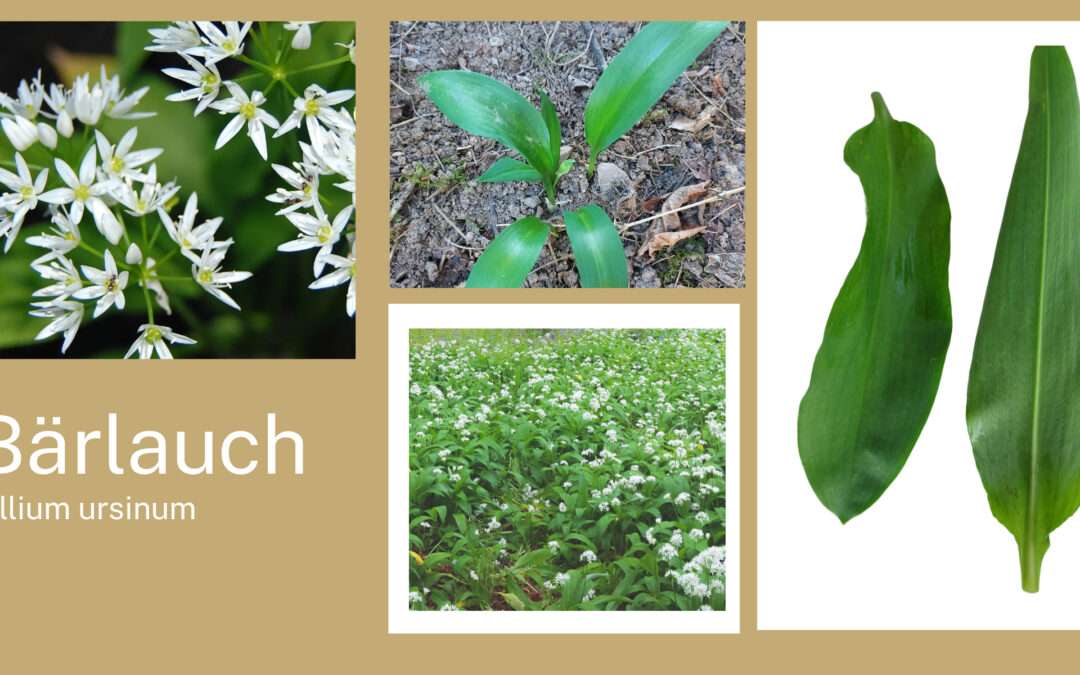 Bärlauch: Der Frühlingsbote für Ihre Gesundheit