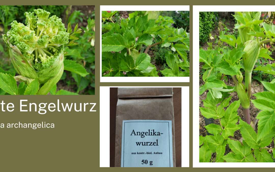 Engelwurz – Die Kraftpflanze mit himmlischem Beistand