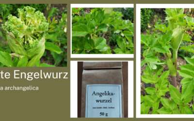 Engelwurz – Die Kraftpflanze mit himmlischem Beistand