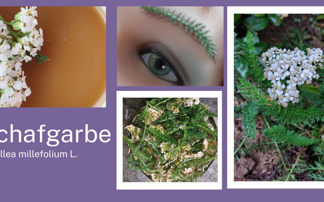 „Schafgarbe im Leib tut wohle dem Weib“